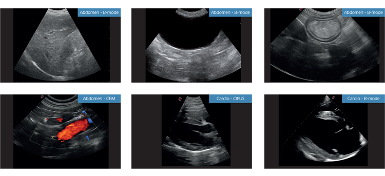 clinical-images-small-animals